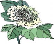 flower clipart 835226