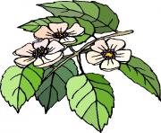 flower clipart 928007