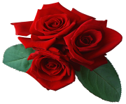 three red rose png flower