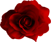 rose png flower cute