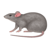 ios emoji rat