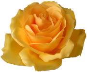 Yellow Rose PNG Clipart