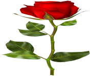 Red Rose PNG Clip Art