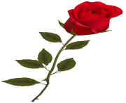 Beautiful Stem Red Rose PNG Clipart