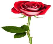 Rose PNG Clip Art