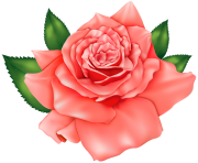 Orange Rose PNG ClipArtImage