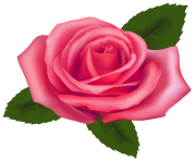 Beautiful Pink Rose PNG Clipart