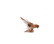 fireball effect png transparent