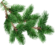 fir tree png transparent 2509