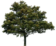 real tree simple png  clip art