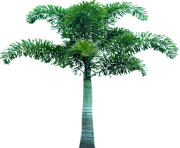 palm tree png image 2507