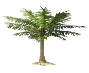 palm tree png image 2502