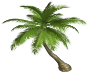 palm tree png image 2492