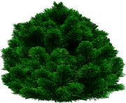 fir tree png transparent 2508