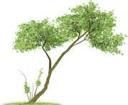 tree png 3491