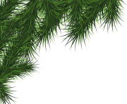 fir tree png transparent 3725