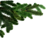 fir tree png transparent 3686