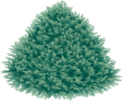 fir tree png transparent 2477