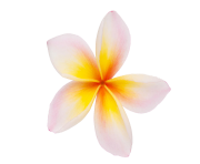 Plumeria Flowers Png Clipart