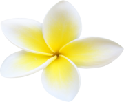 Plumeria Flowers Png File