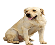 5 dog png image