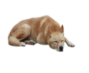 7 2 dog png 3