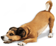 13 dog png image