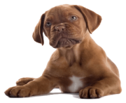 58 dog png image