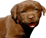 80 dog png image