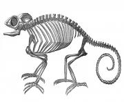 Vintage clip art strange chameleon skeleton halloween the clipartcow