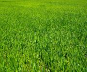 green grass background texture