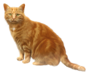 cat png 11