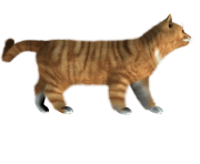 cat png image kitten png