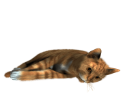 22 cat png image