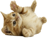 cat png 2