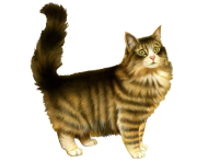 cat png 5