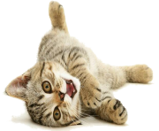 cat png 4