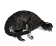 3 cat png image