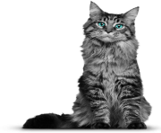 cat png 3