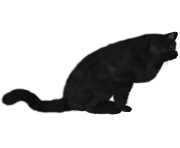 14 cat png image