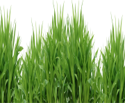 grass png 41