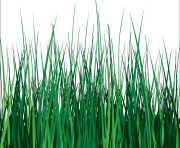 grass png 23