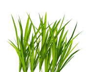 grass png 16