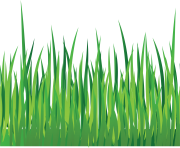 grass png 35