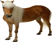 Animal Horse Png Transparent 12