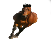 Animal Horse Png Transparent 5