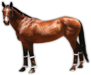 Animal Horse Png Transparent 6