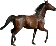 black horse png animal 4