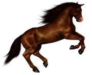 black horse png animal 13