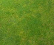 green grass background texture